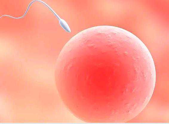 昆明借卵子成功率,武汉助孕试管婴儿胚胎移植后大约几天可以验孕检查呢？_上