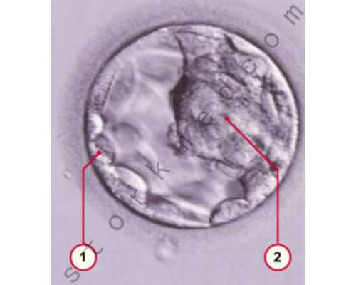 昆明医院供卵试管助孕,昆明供卵是什么：昆明有供卵的试管医院吗