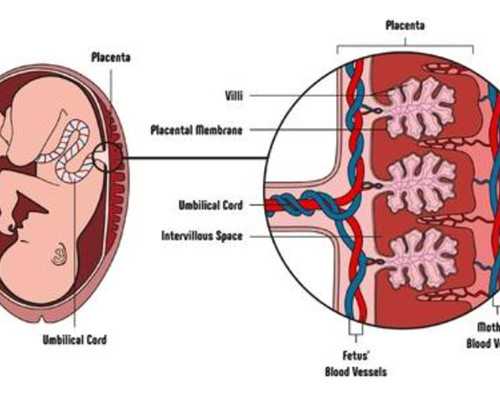 备孕吃哪些食物有帮助？要补充哪些元素？