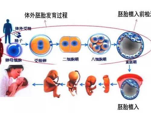 昆明在哪能找到代孕妇女,试管婴儿和普通的婴儿在智商和寿命方面到底有多大