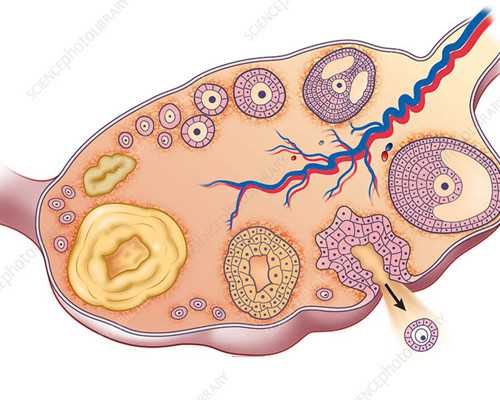 昆明哪有代生孩子,德州姐妹分享港澳台试管婴儿助孕防骗指南-试管婴儿促排卵