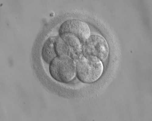 昆明代孕的小孩继承权,男友要我做试管婴儿要是个男孩就和我结婚 不是就不结